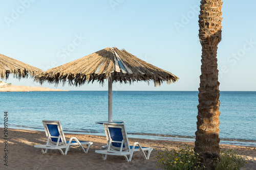 A sun lounger under an umbrella. sandy beach with palm trees with a metal pergola and plastic sun loungers