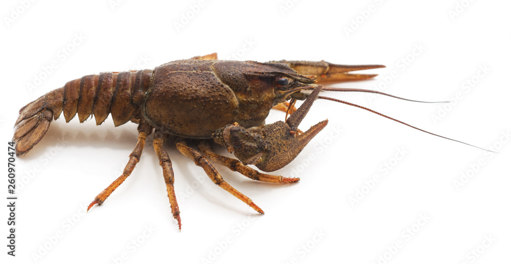 One brown crayfish.