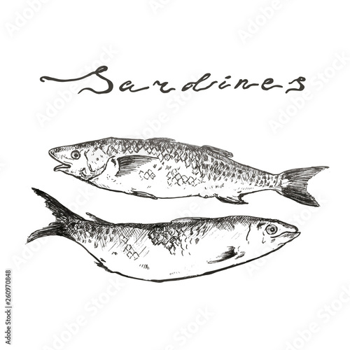 Pilchard Sardine Hand Drawn Illustration sketch vector with lettering