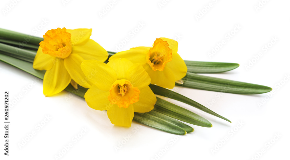 Bouquet of yellow daffodils.