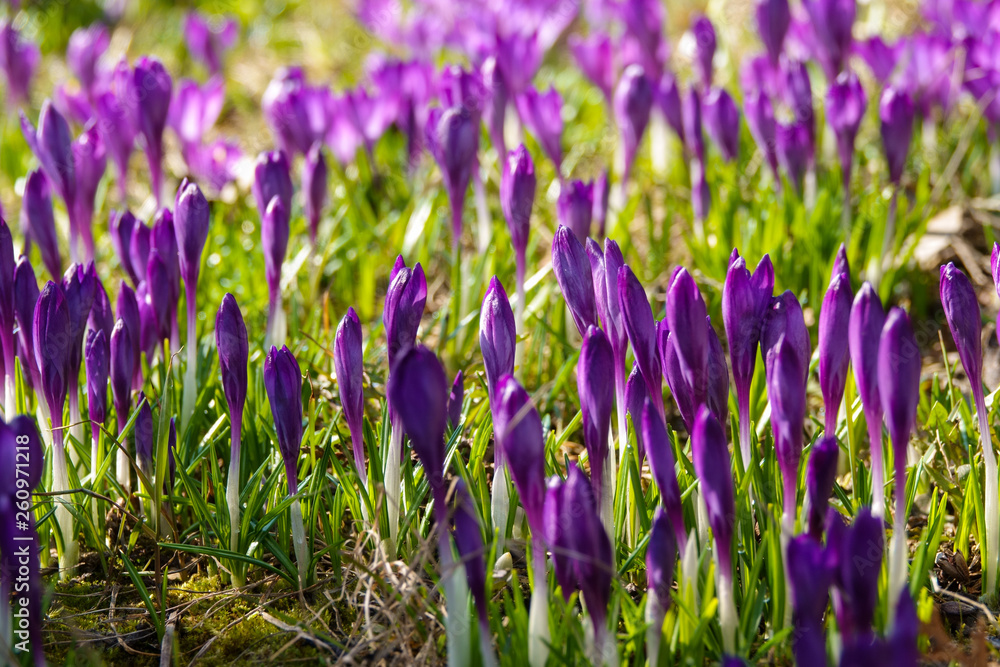 Crocus, plural crocuses or croci is a genus of flowering plants in the iris family. Crocus, plural crocuses or croci is a genus of flowering plants in the iris family.