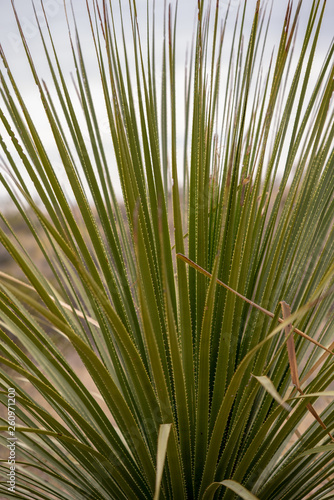 Closeup shot of palm tree in desert