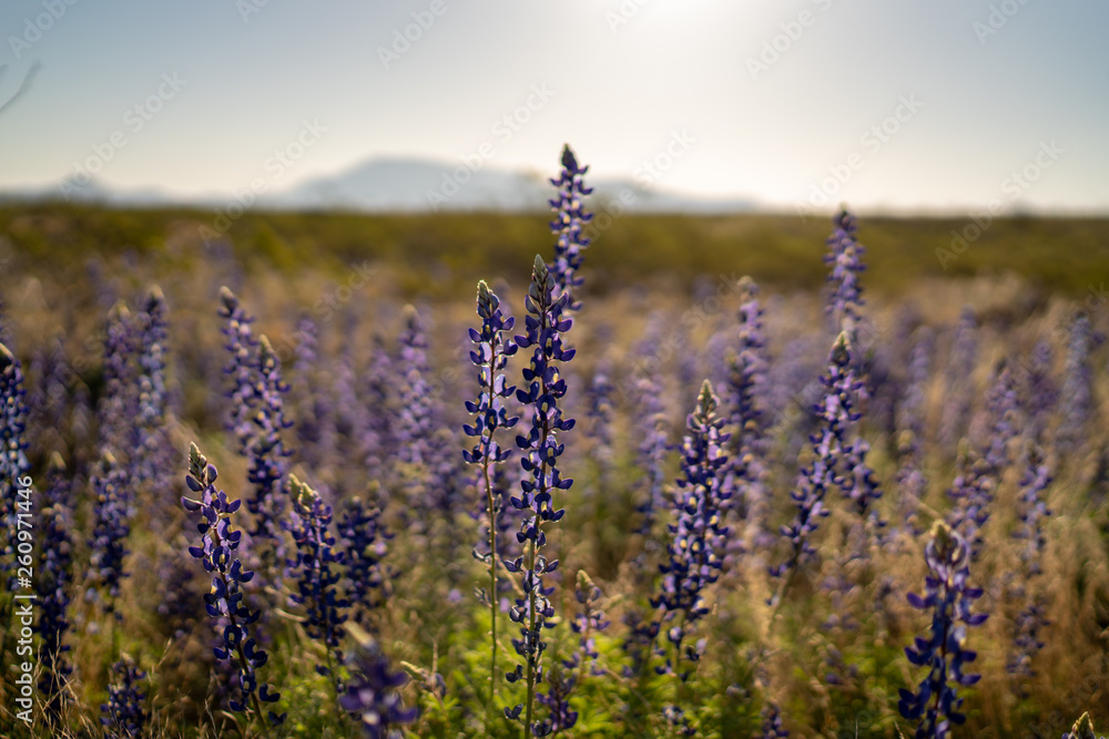 Obraz premium Closeup shot of field of beautiful flowers