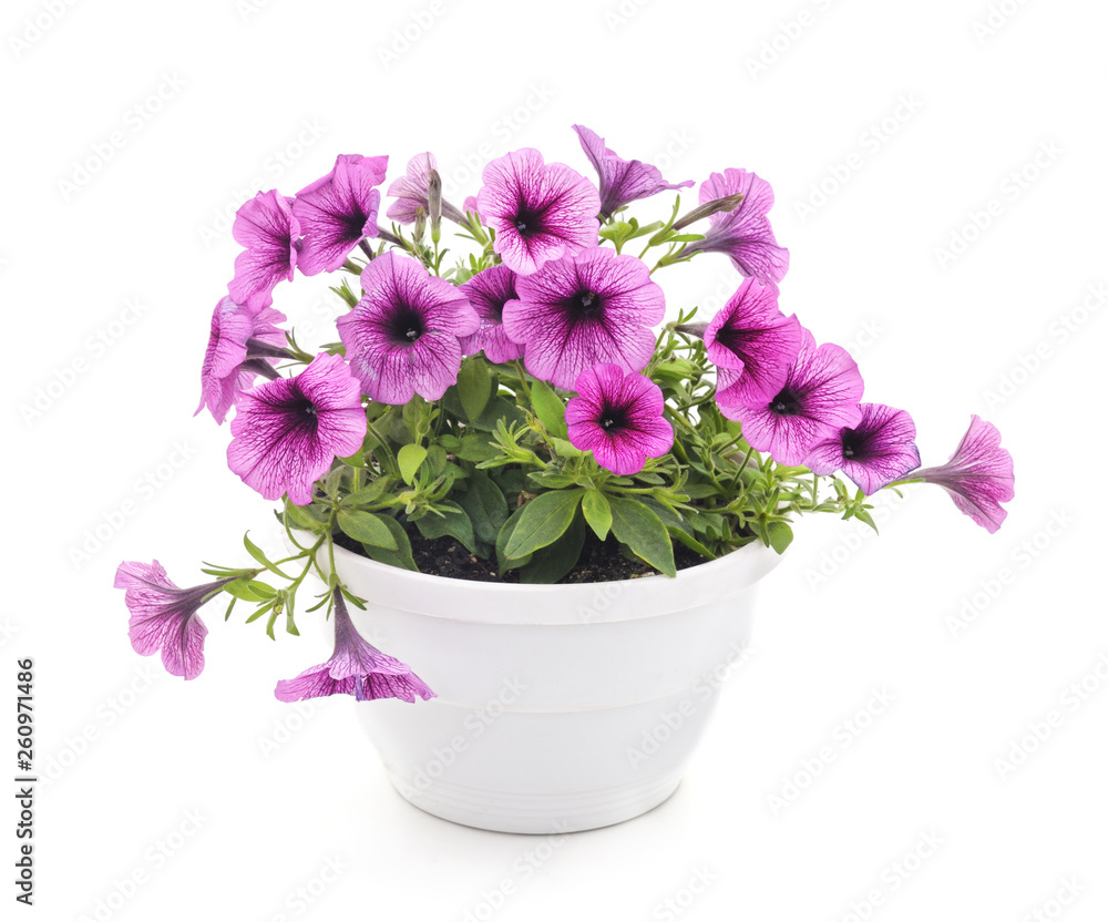 Colorful petunia in the pot. Colorful petunia in the pot.
