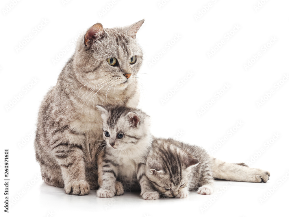 Cat and two kittens.