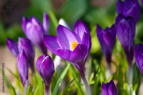 Fototapeta Naklejka Na Ścianę i Meble -  Crocus, plural crocuses or croci is a genus of flowering plants in the iris family.