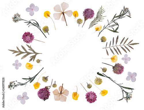 flat pressed dried flower pattern isolated on white background