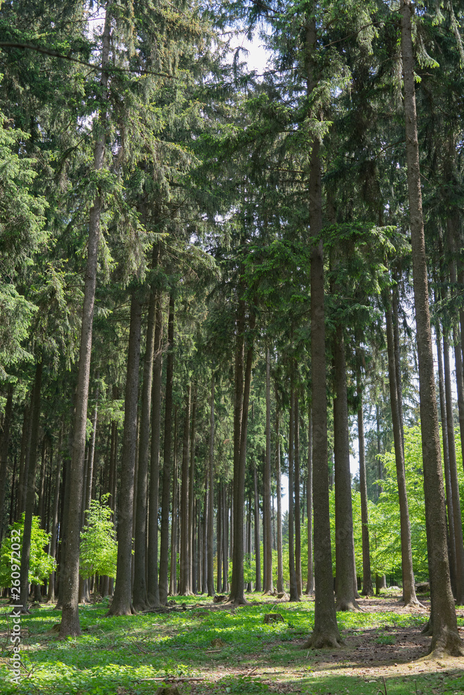 Frühlingslandschaft im Wald Frühlingslandschaft im Wald