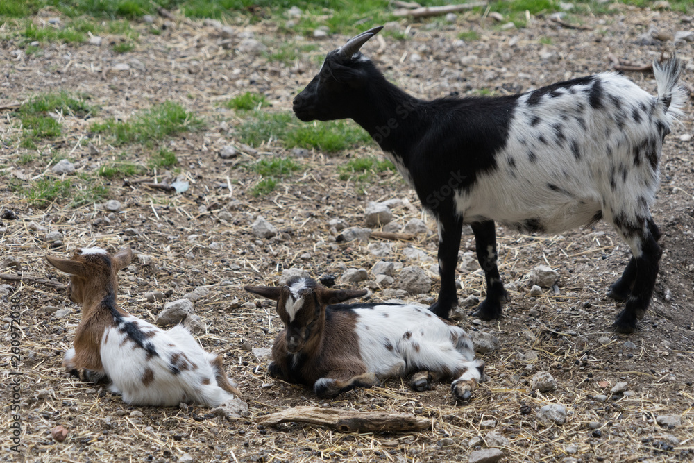 Obraz premium Ziegen-Nachwuchs mit Mutterziege