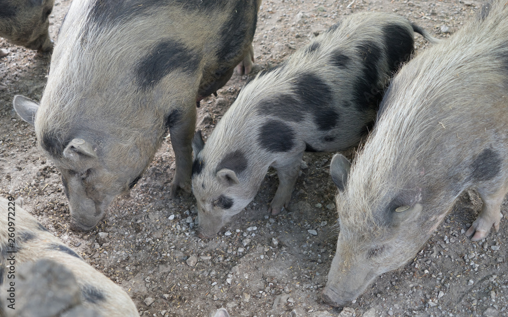 Kleine Schweinerei: Hängebauchschwein Ferkel Kleine Schweinerei: Hängebauchschwein Ferkel