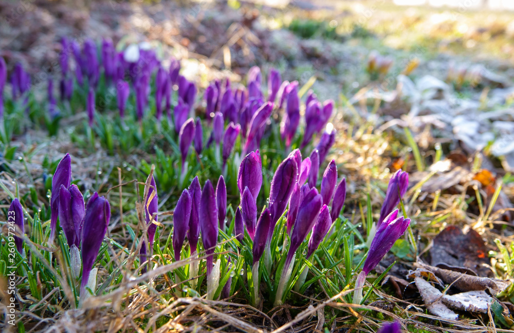 Crocus, plural crocuses or croci is a genus of flowering plants in the iris family. Crocus, plural crocuses or croci is a genus of flowering plants in the iris family.