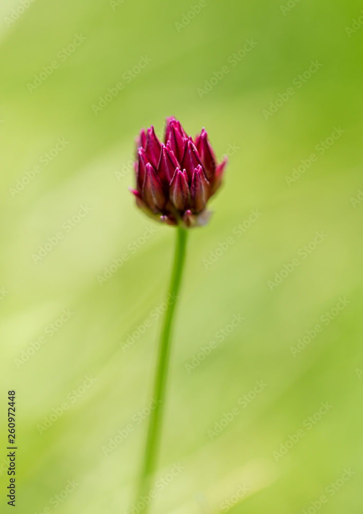 Red flower in the spring steppe Red flower in the spring steppe