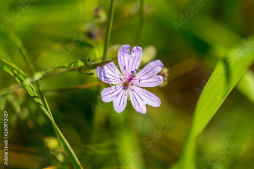 Purple flower in the grass on nature