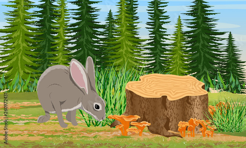 European hare sitting near the stump in the forest. Spruce trees and grass, chanterelle mushrooms. Wild animals of Eurasia, USA and Scandinavia. Realistic Vector Landscape