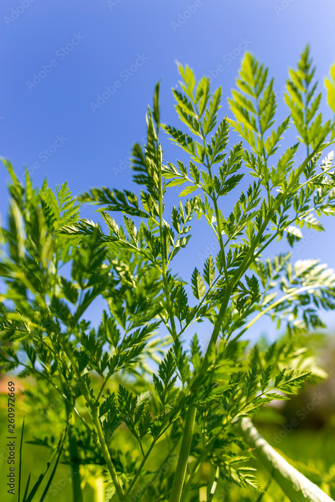 Green leaves on carrot in spring Green leaves on carrot in spring