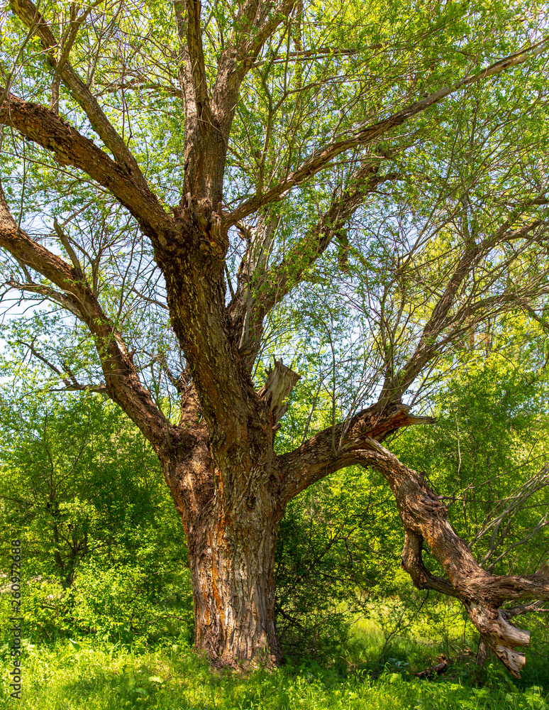 Tree in the steppe near the river in the spring