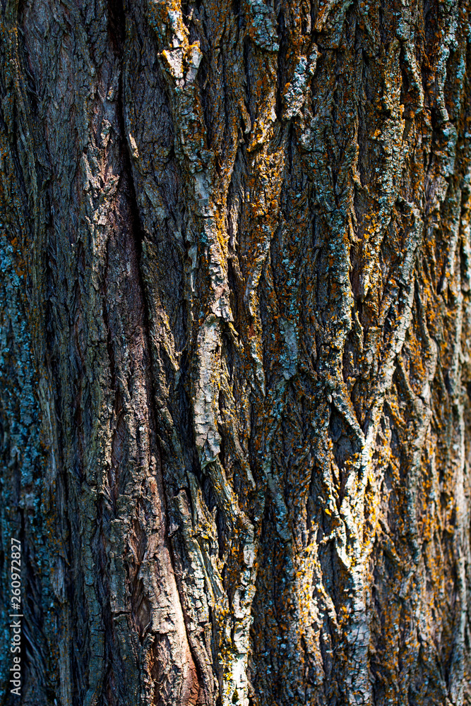 Obraz premium Tree bark as abstract background