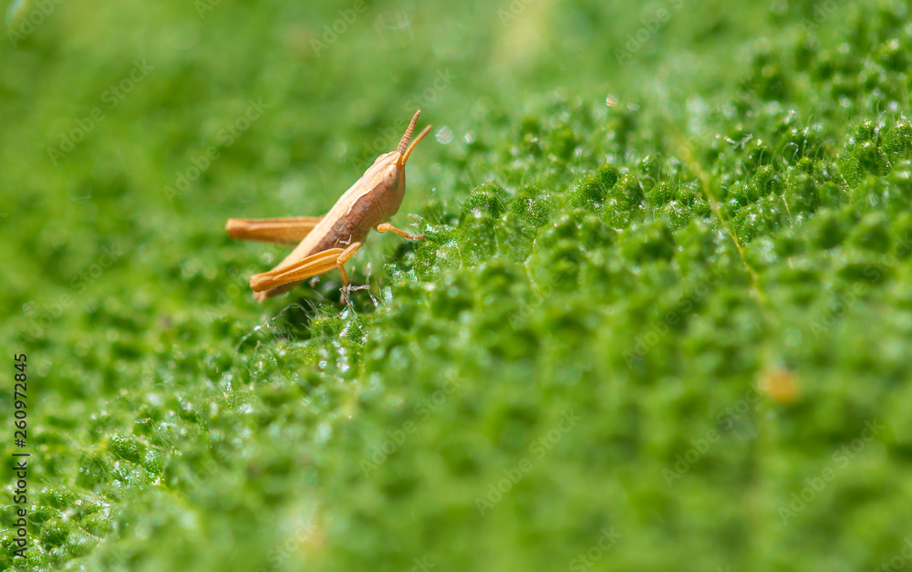 Grasshopper in nature in spring Grasshopper in nature in spring