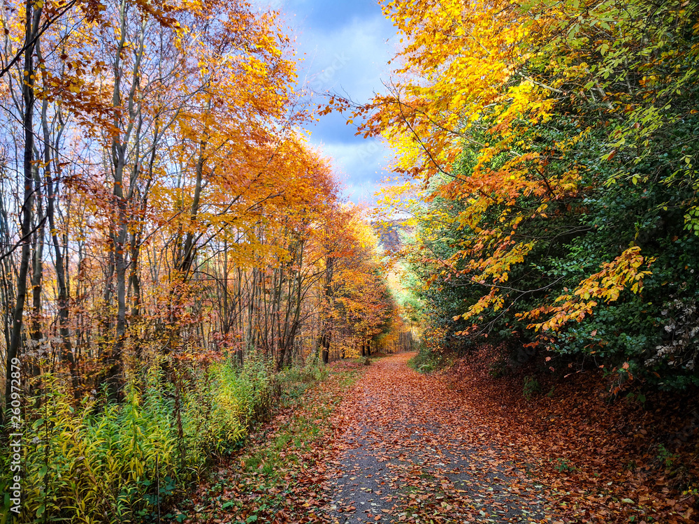 Obraz premium Herbstlicher Waldweg