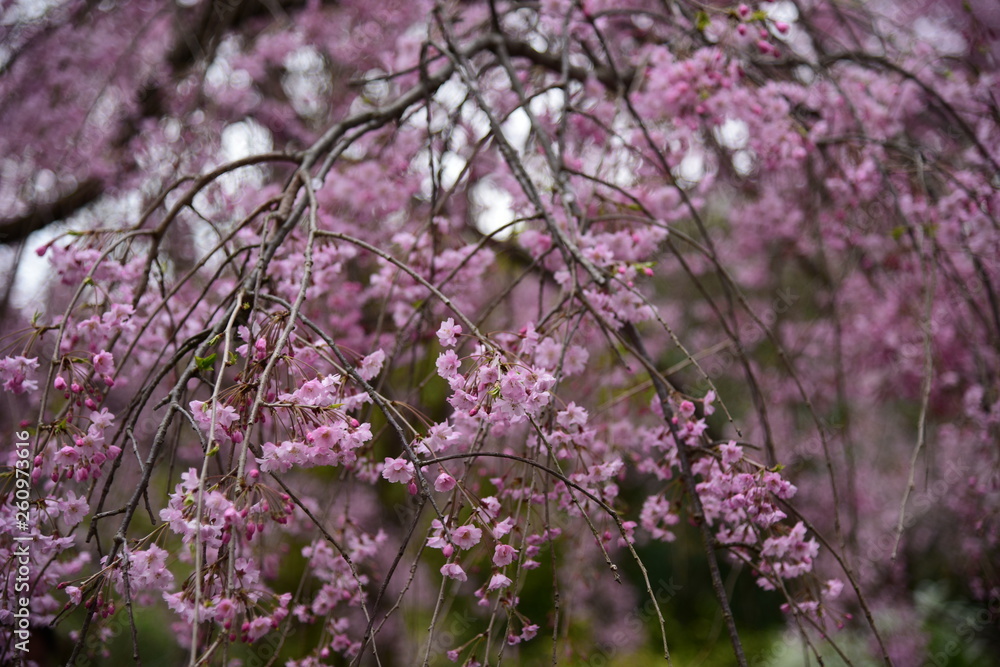 枝垂れ桜