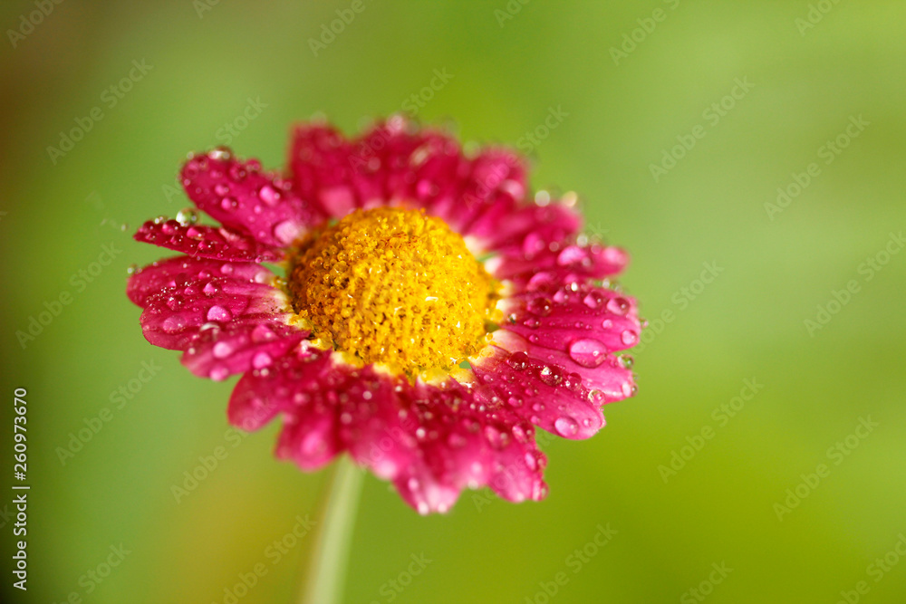 Daisy flower with droplets. Chrysanthemum sp.