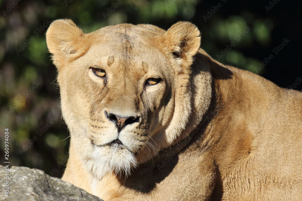 Afrikanischer Löwe / African Lion / Panthera Leo. Afrikanischer Löwe / African Lion / Panthera Leo.