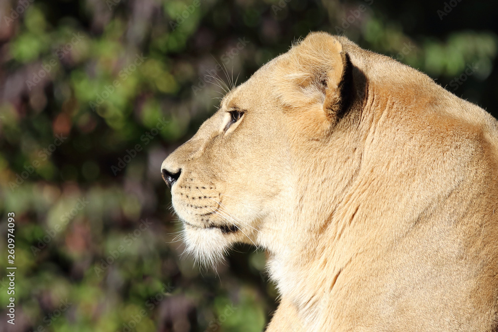 Afrikanischer Löwe / African Lion / Panthera Leo. Afrikanischer Löwe / African Lion / Panthera Leo.
