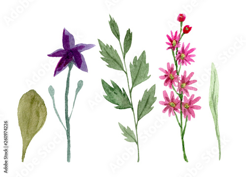 Set of watercolor wildflowers isolated on white background. Hand drawn painted flowers illustration. Flower clipart. Summer disign