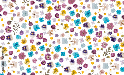 Fototapeta Naklejka Na Ścianę i Meble -  flat pressed dried flower pattern isolated on white background