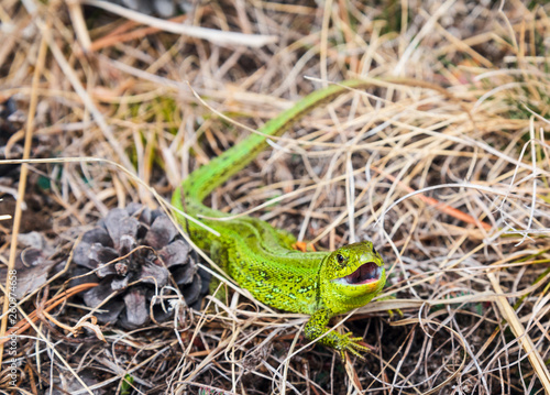 bright green lizard defensively grins in the dry grass