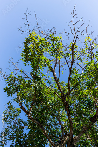 Background of nature