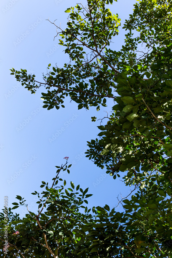 Fototapeta premium Background of nature