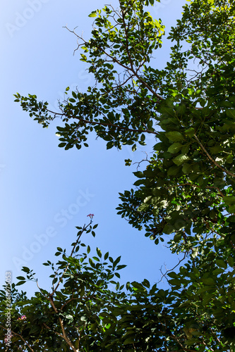 Background of nature