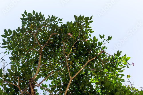 Background of nature