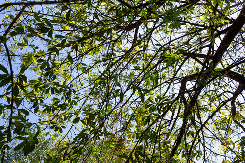 Background of nature