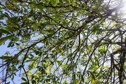 Background of nature