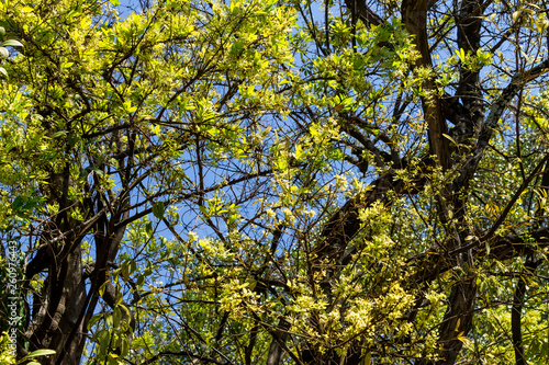 Background of nature