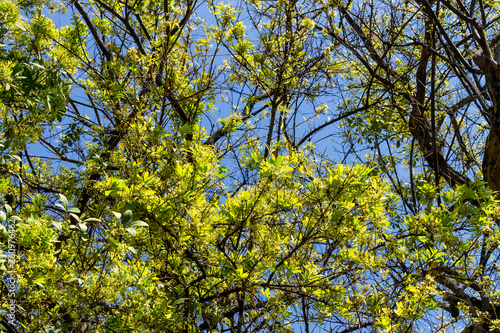 Background of nature