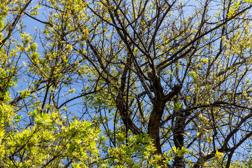 Background of nature