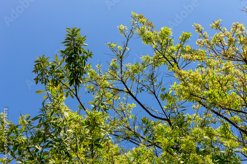 Background of nature