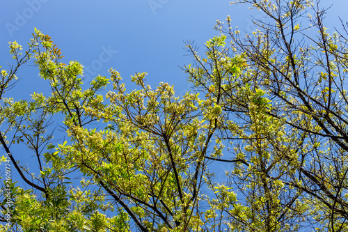 Background of nature