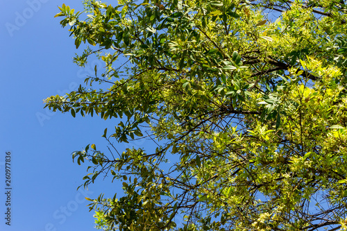 Background of nature