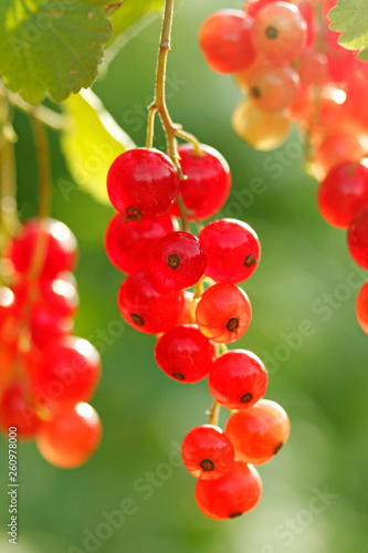 Red currants.