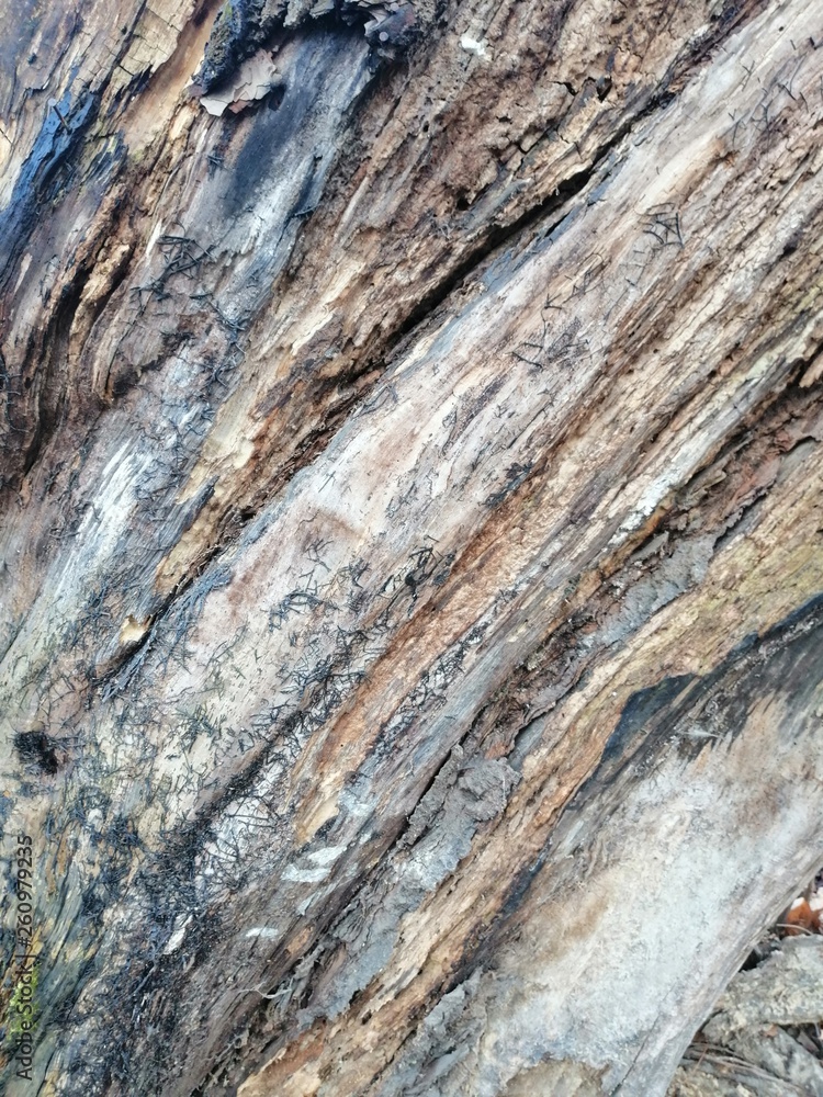 the structure of the surface of the old stump the structure of the surface of the old stump