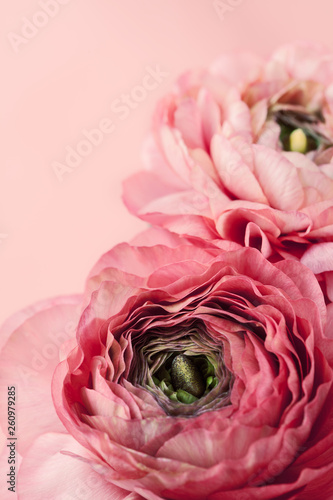 Fototapeta Pink ranunculus (buttercup) on pink background