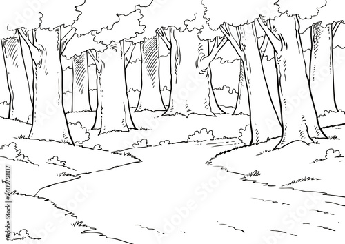 Pathway through a blissful forest