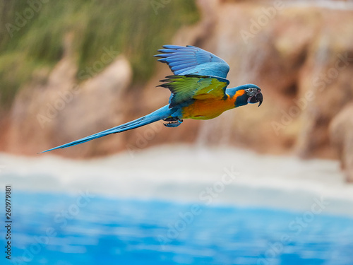 Beautiful parrots in zoo at Loro Park (Loro Parque), Tenerife, Canary Islands, Spain
