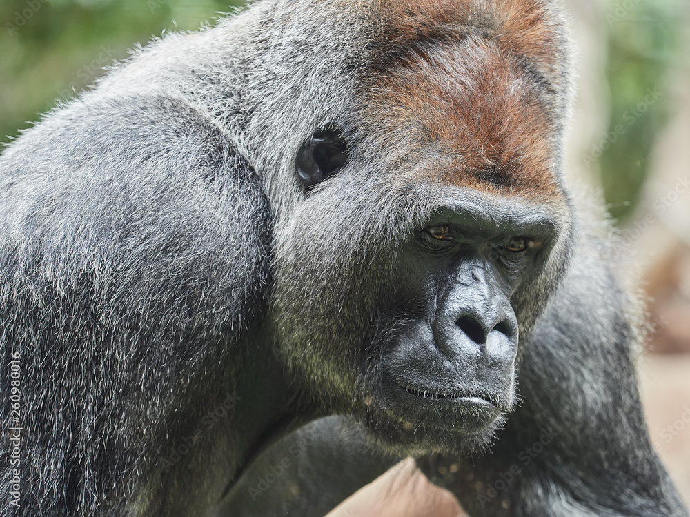 Obraz premium Portrait of a gorilla, taken at Loro Park (Loro Parque), Tenerife, Canary Islands, Spain