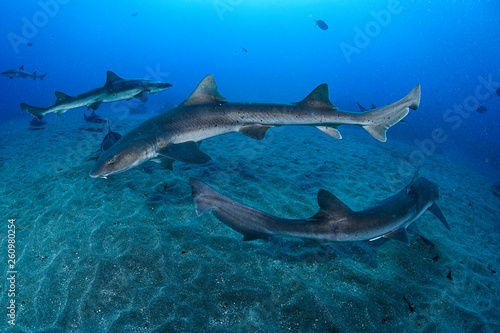 Group of Banded Hound Sharks Swimming Underwater in Chiba  Japan