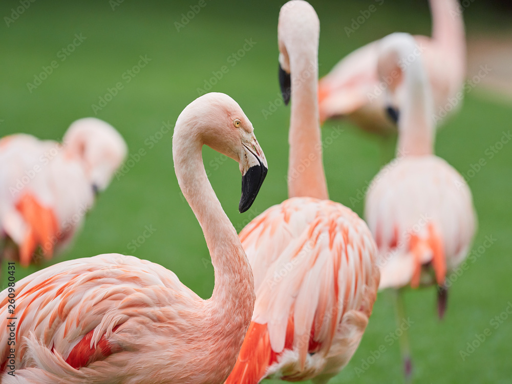 Beautiful pink flamingo birds at Loro Park (Loro Parque), Tenerife, Canary Islands, Spain Beautiful pink flamingo birds at Loro Park (Loro Parque), Tenerife, Canary Islands, Spain